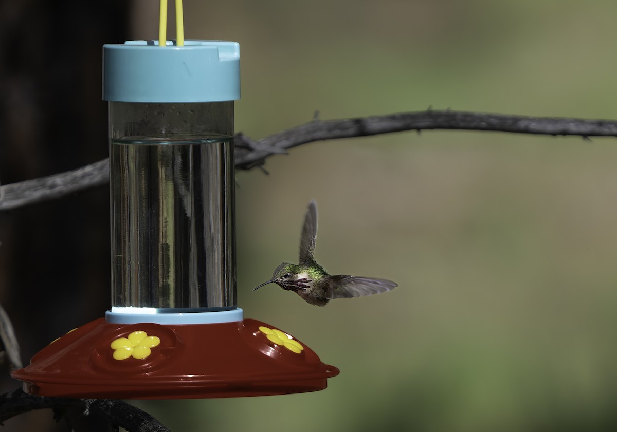 Calliope Hummingbird - Barry McKenzie