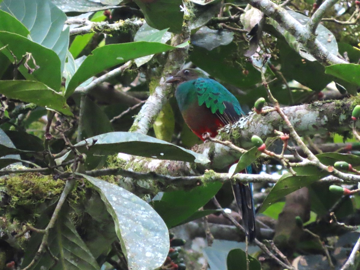 Golden-headed Quetzal - Hugo Foxonet