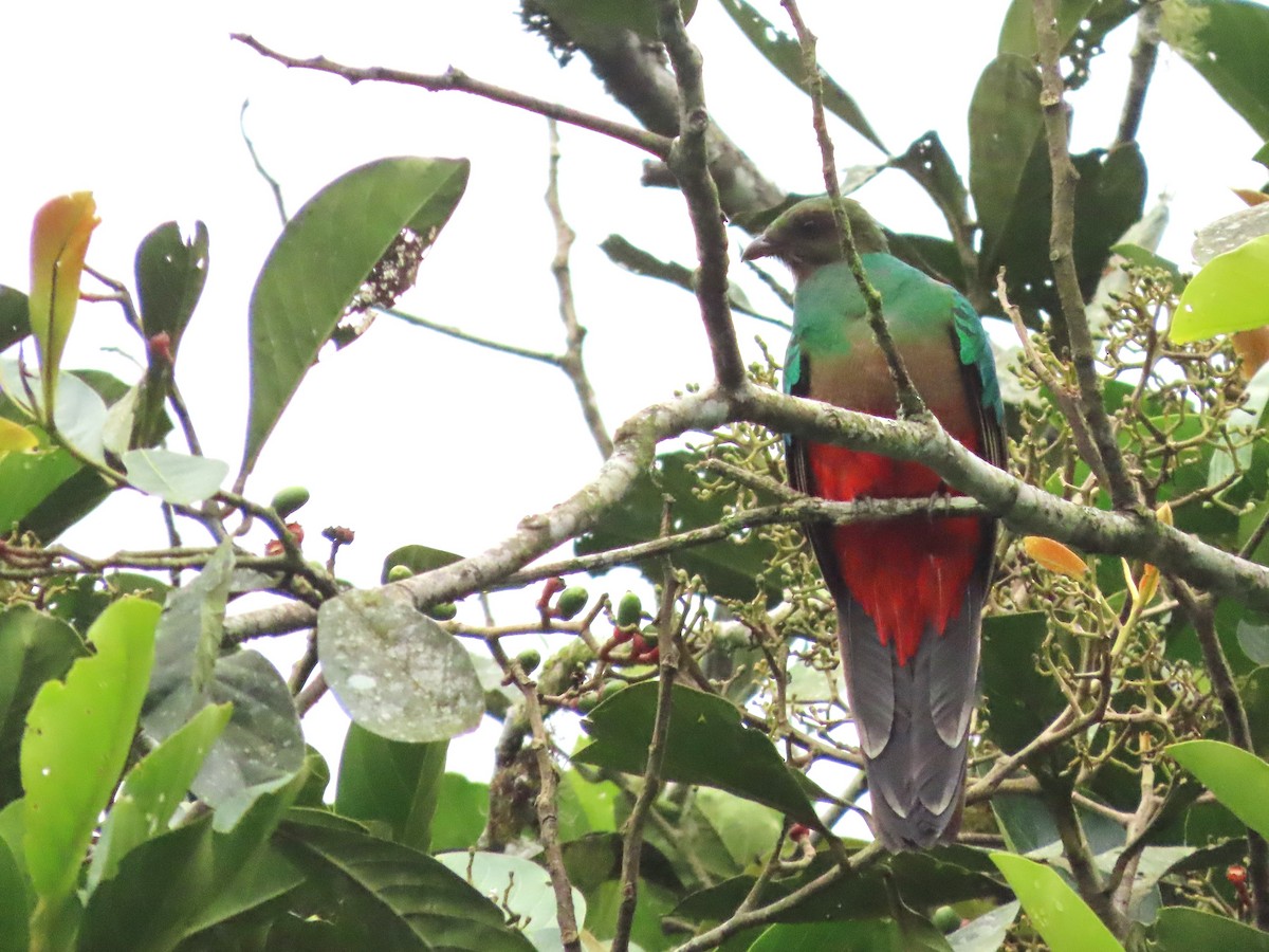 Golden-headed Quetzal - Hugo Foxonet