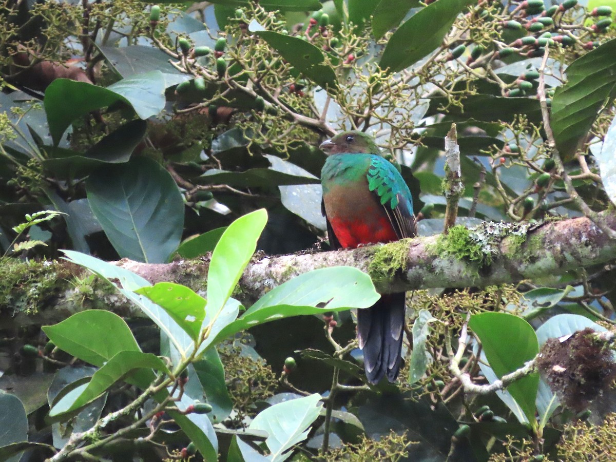 Golden-headed Quetzal - Hugo Foxonet