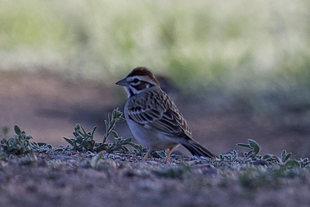 Lark Sparrow - Robert Snider