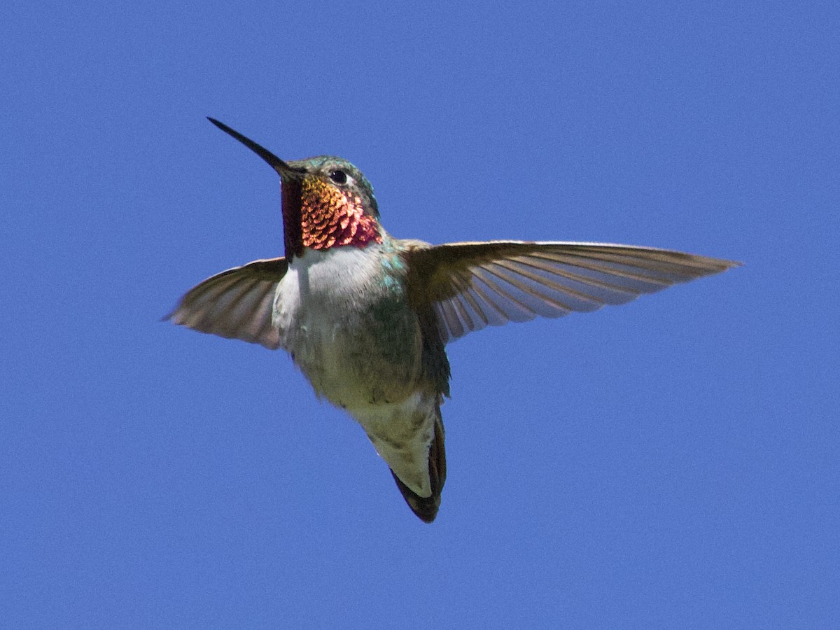 Broad-tailed Hummingbird - Dave Prentice