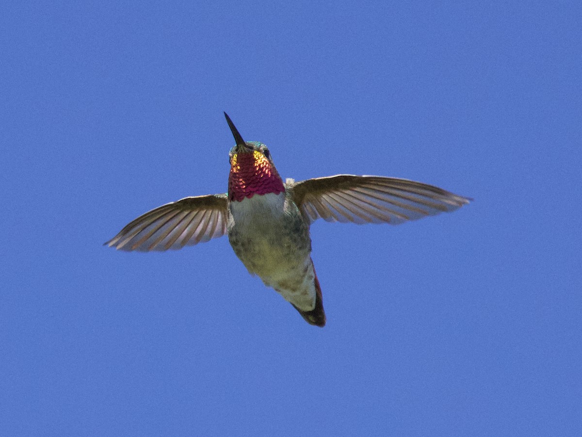 Broad-tailed Hummingbird - Dave Prentice