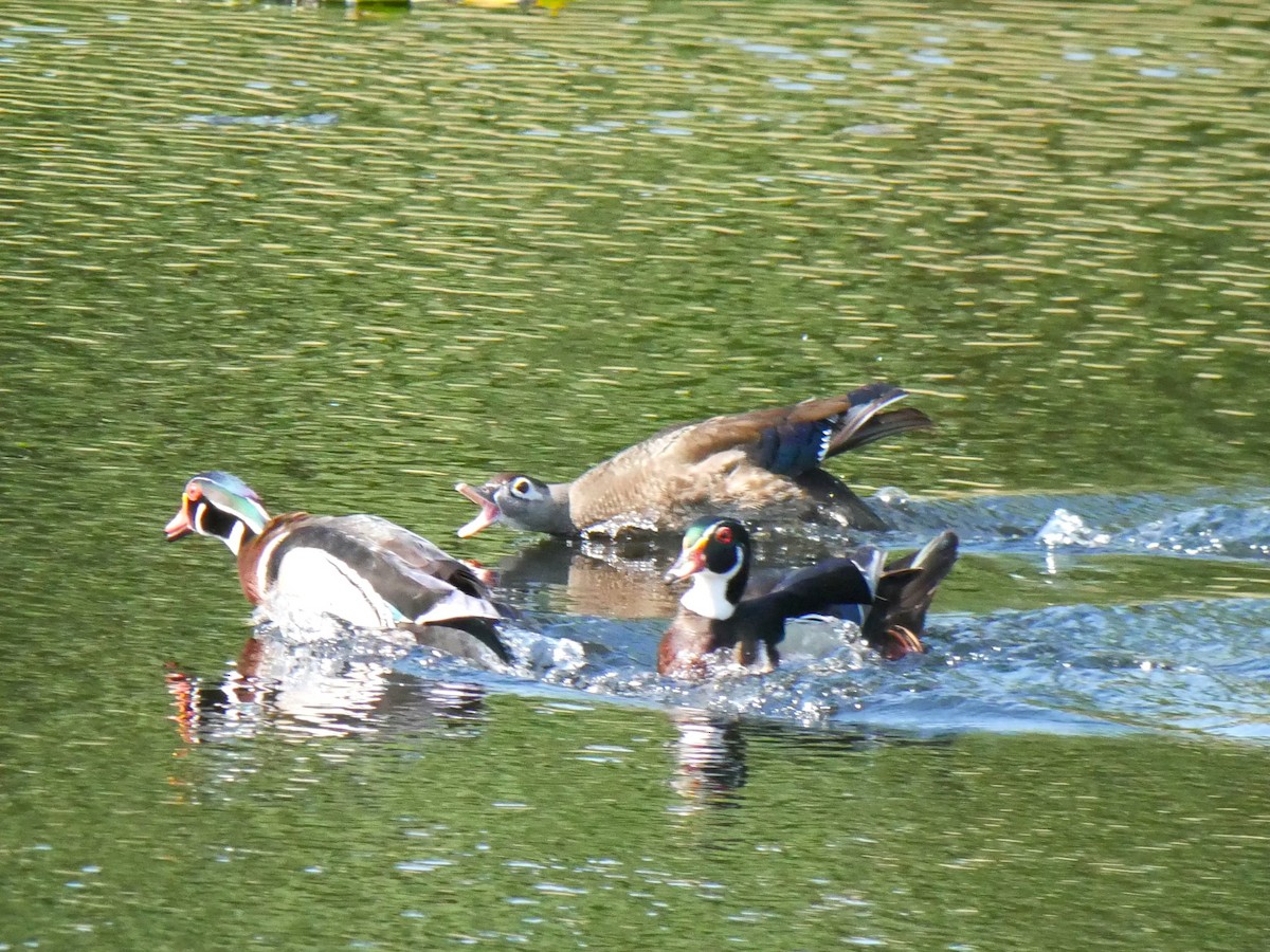 Wood Duck - Jake Streets