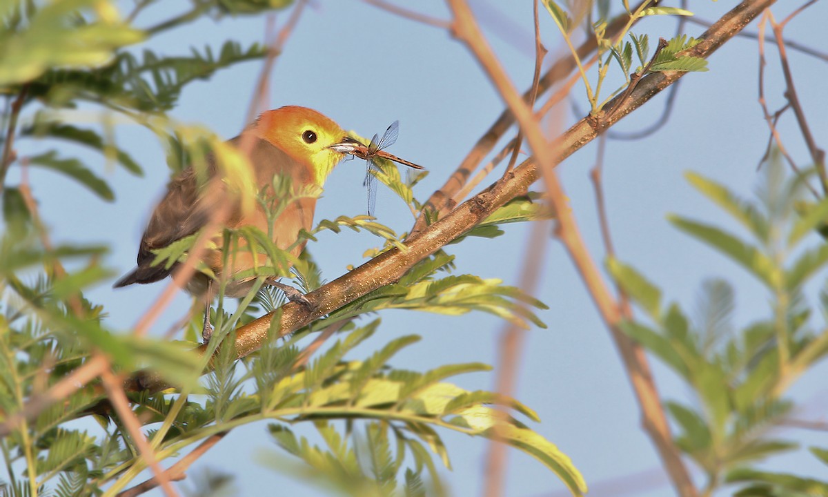 Orange-headed Tanager - Adrián Braidotti