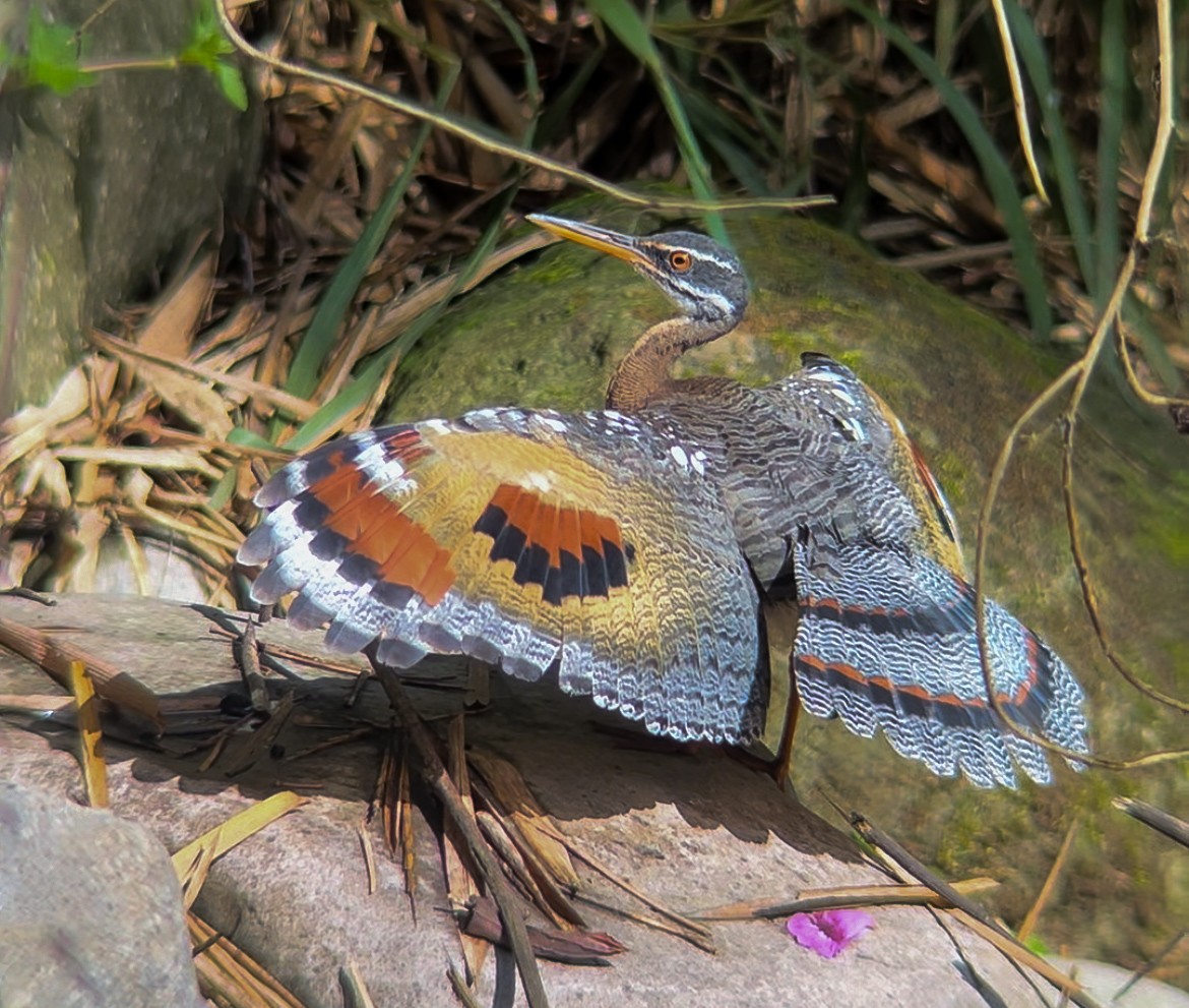 Sunbittern - Fabian Torres