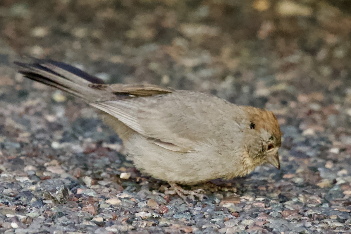 Canyon Towhee - Robert Snider