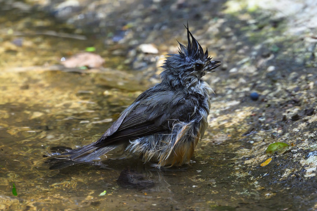 Black-crested Titmouse - Patti Koger