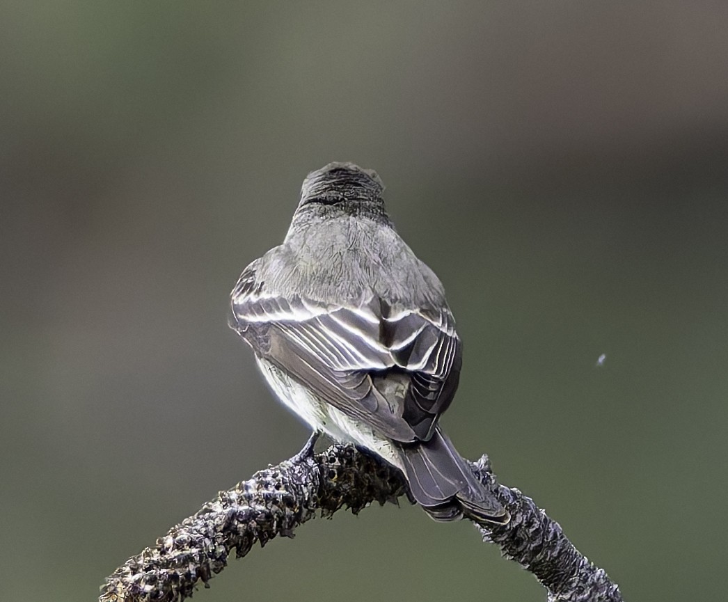 Western Wood-Pewee - Barry McKenzie