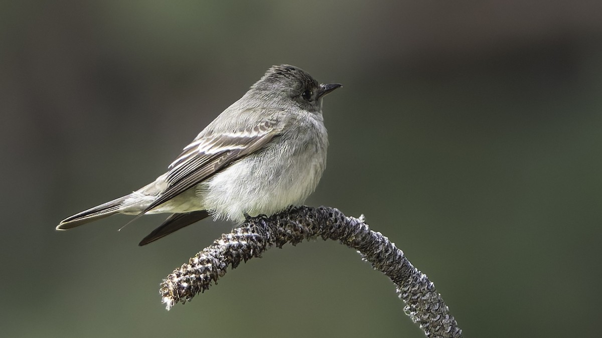 Western Wood-Pewee - Barry McKenzie