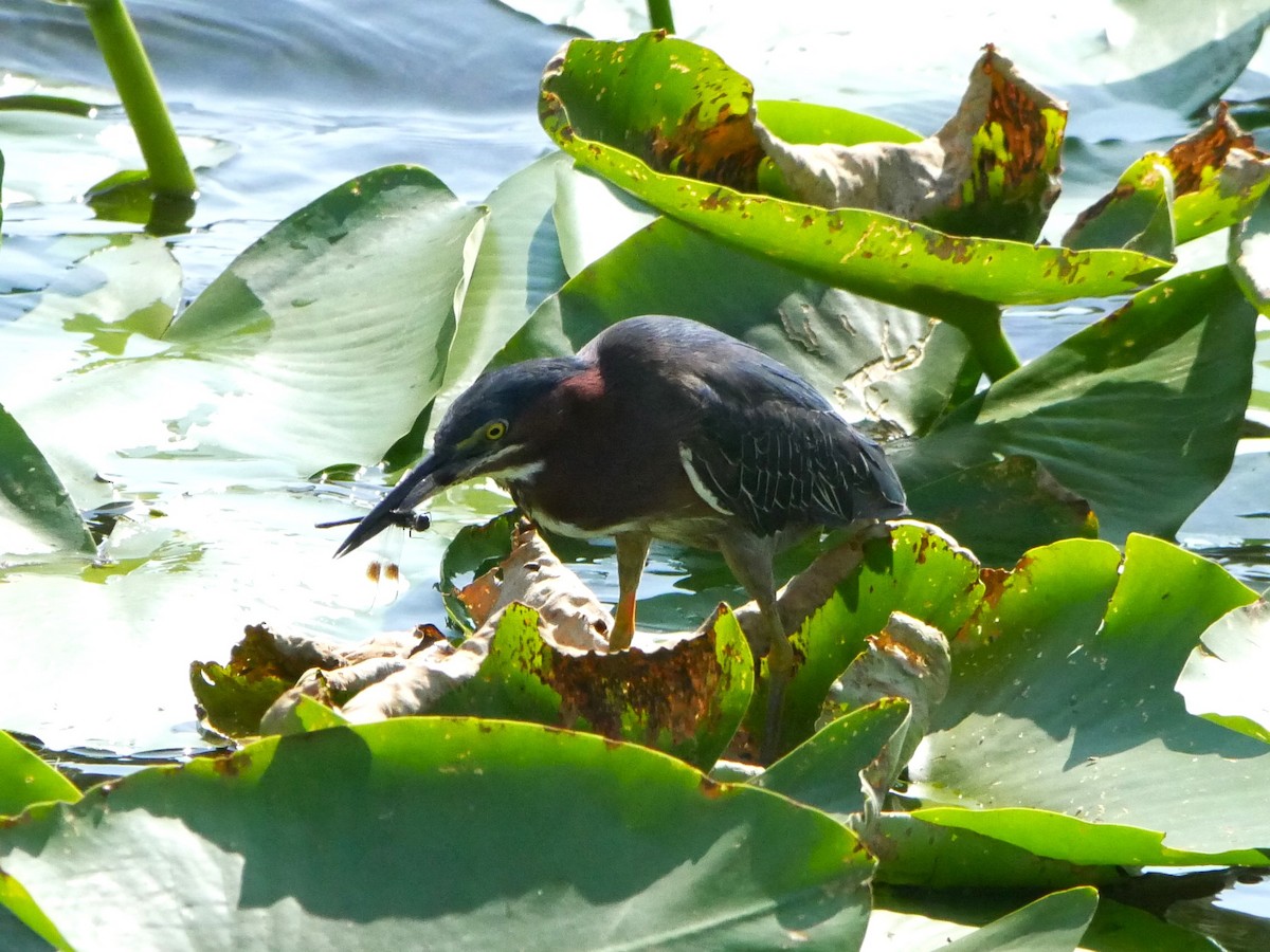 Green Heron - Jake Streets