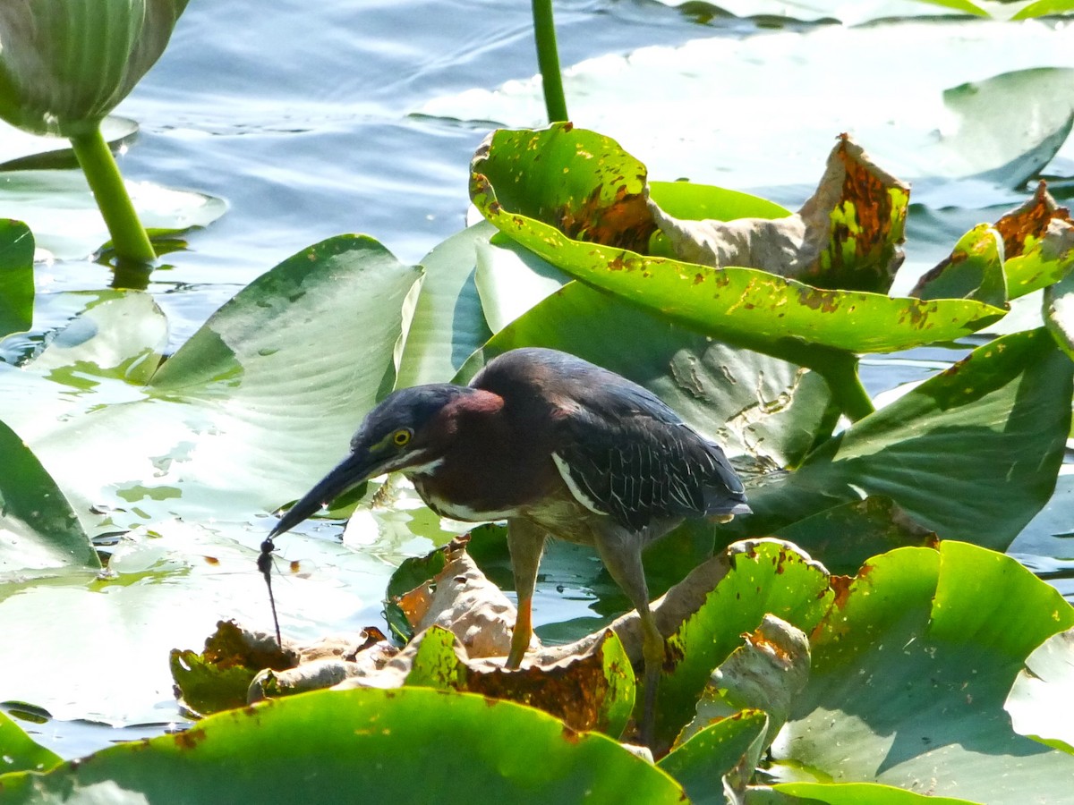 Green Heron - Jake Streets