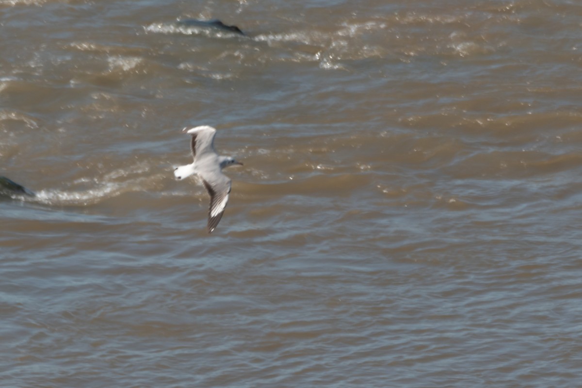 Mouette à tête grise - ML619460086