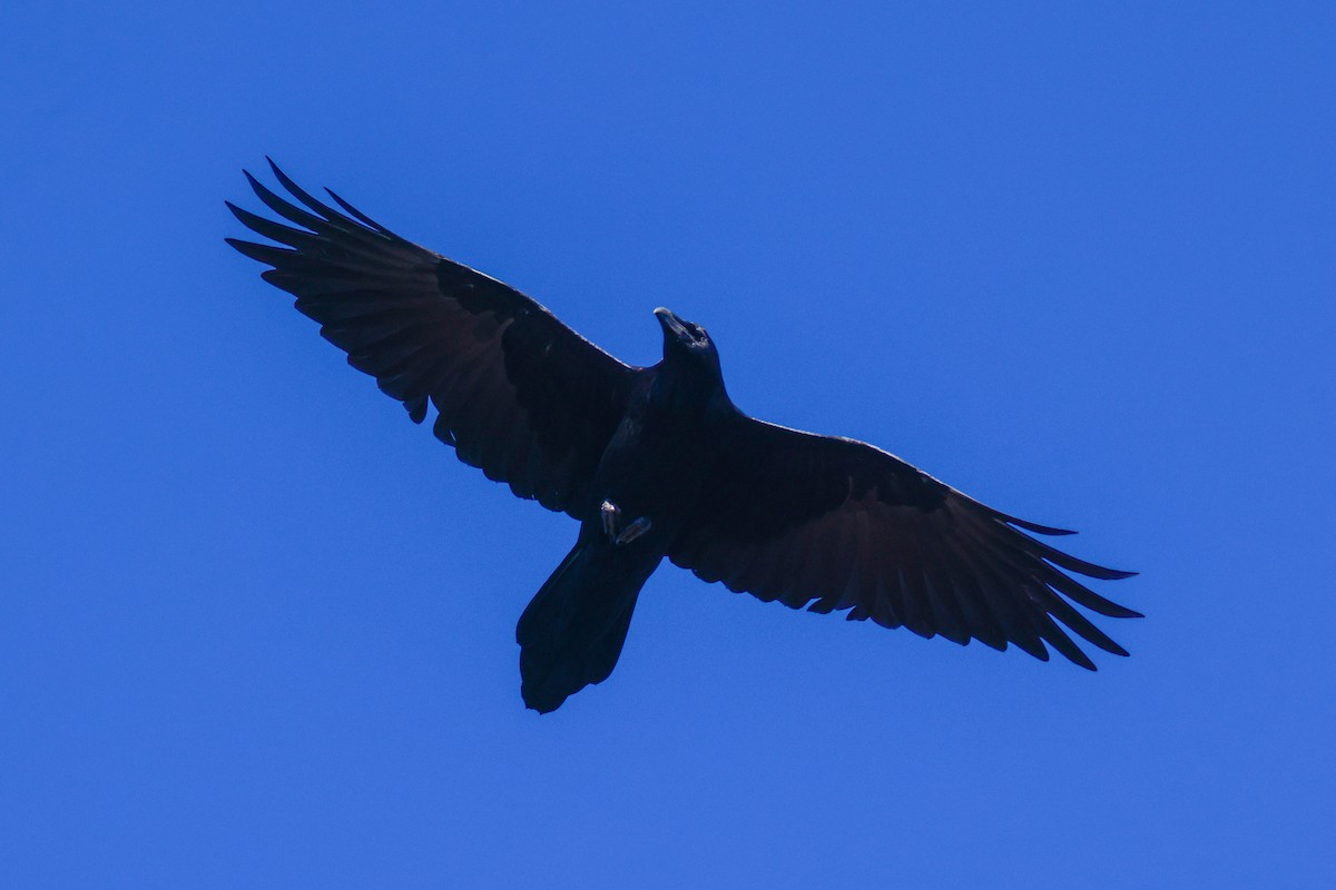 Common Raven - Joey McCracken