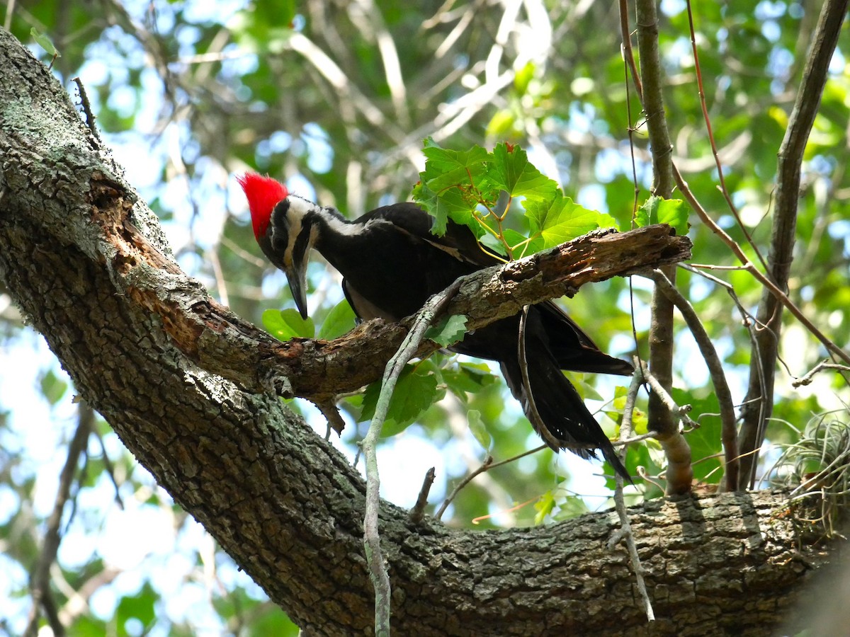 Pileated Woodpecker - Jake Streets