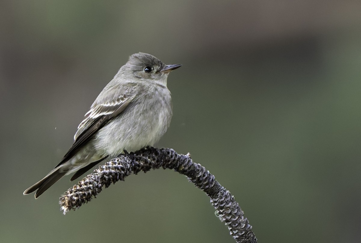 Western Wood-Pewee - Barry McKenzie