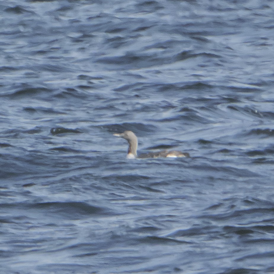 Red-throated Loon - Guillaume Charette