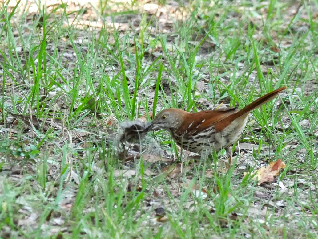 Brown Thrasher - Jake Streets