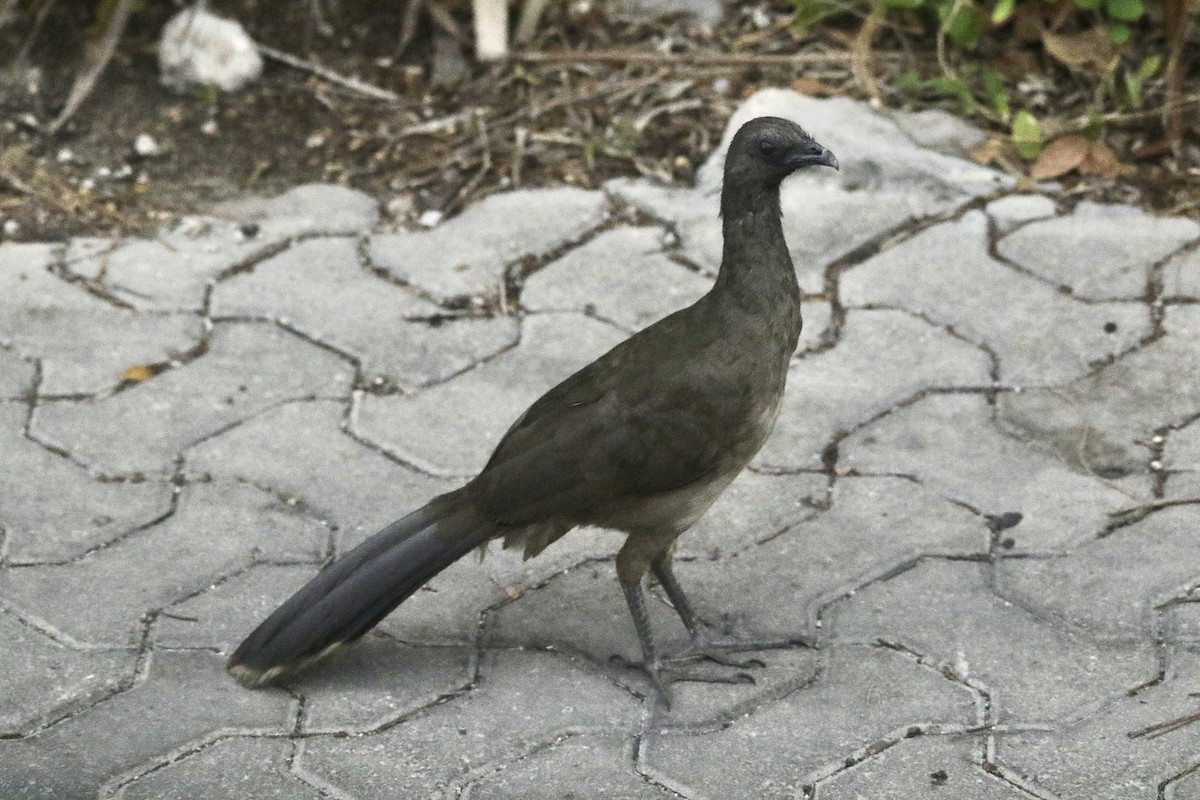 Plain Chachalaca - Andy M