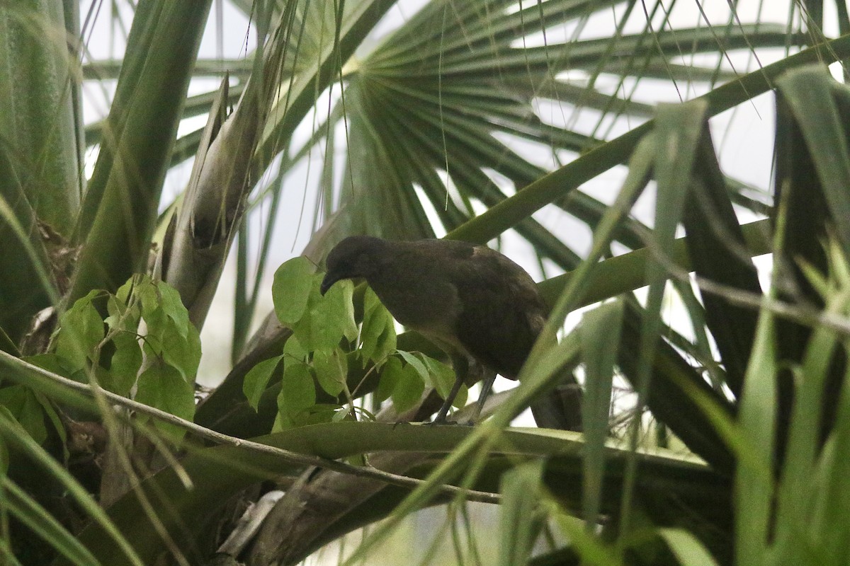 Plain Chachalaca - Andy M