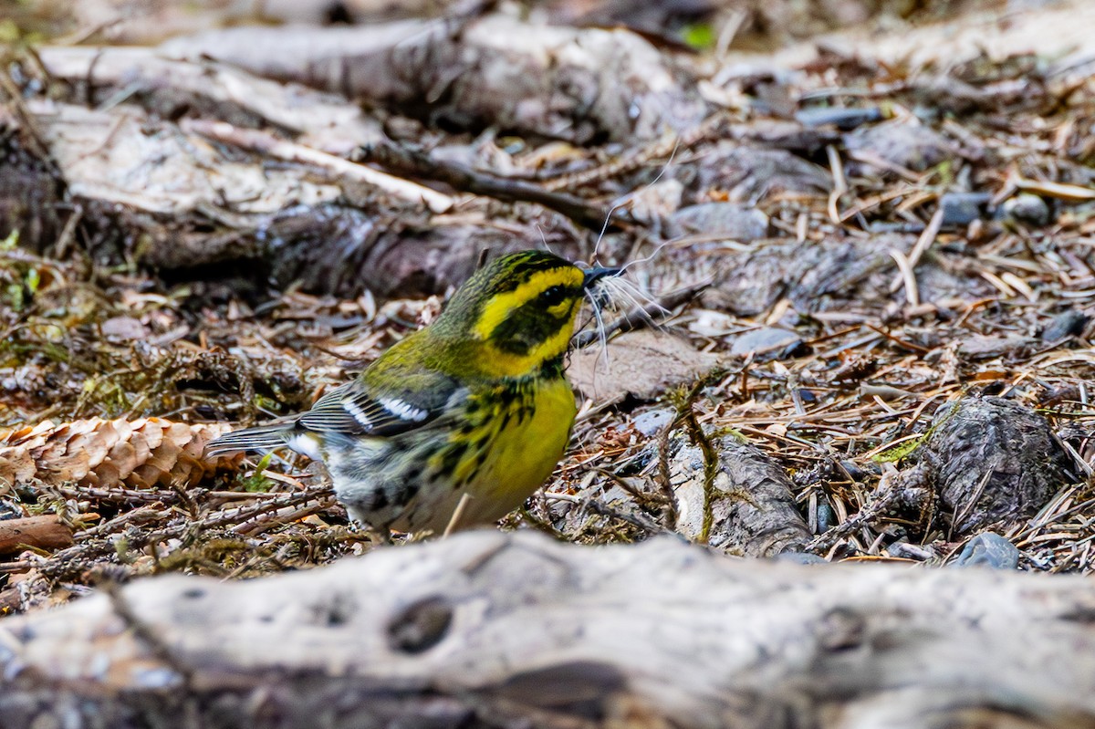 Townsend's Warbler - ML619460125