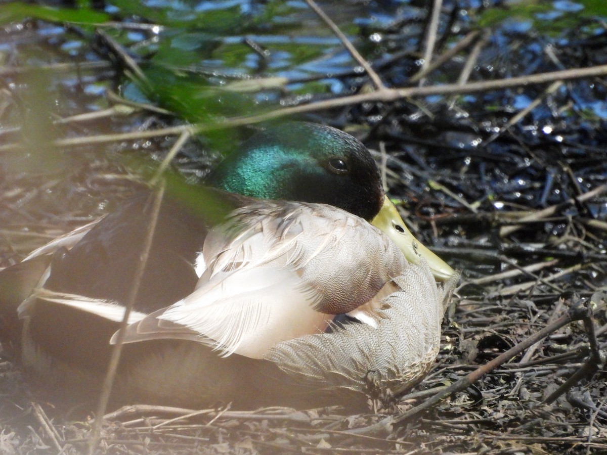 Canard colvert - ML619460126