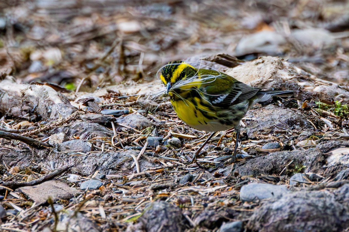 Townsend's Warbler - ML619460127