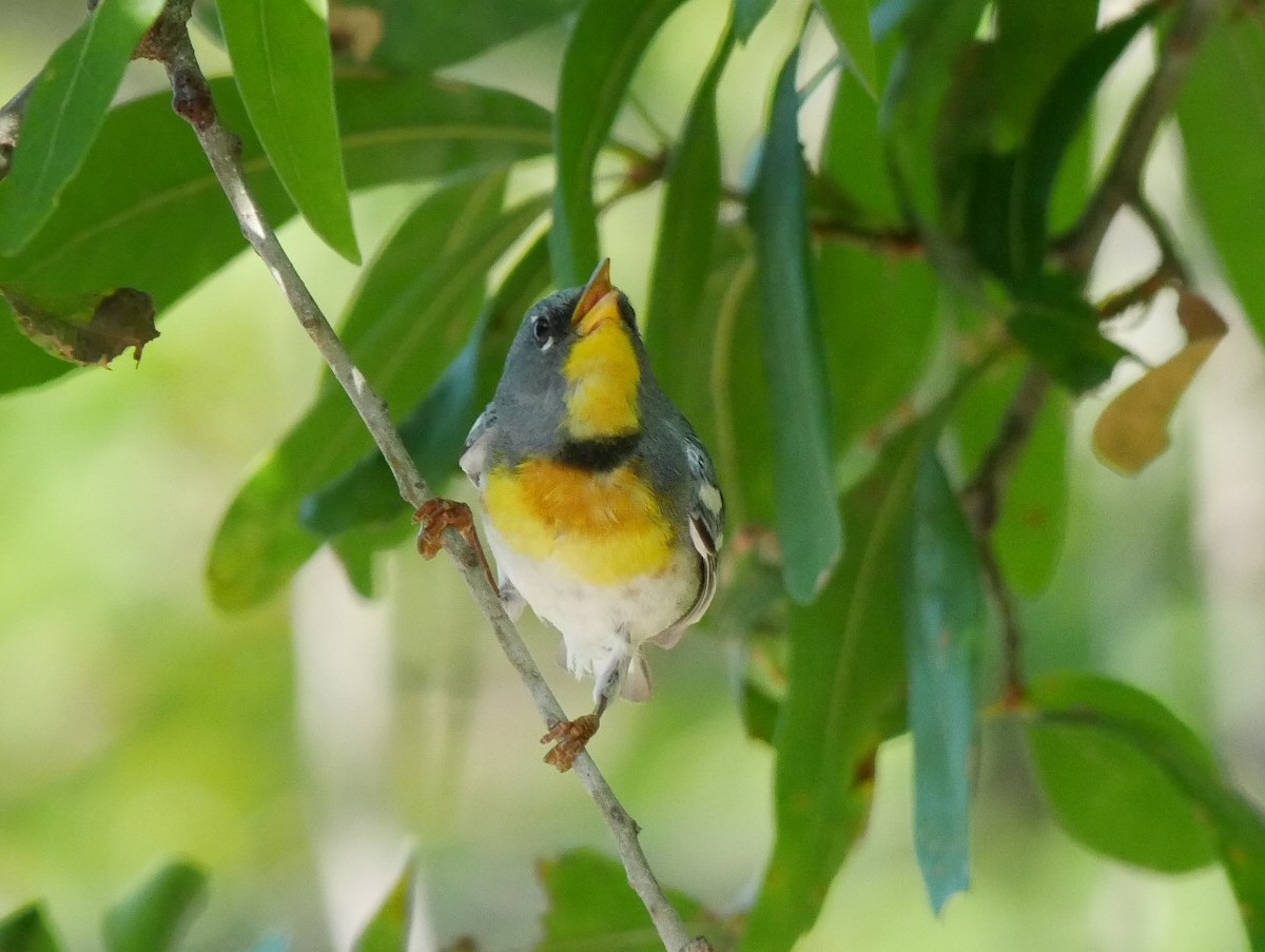 Northern Parula - Jake Streets