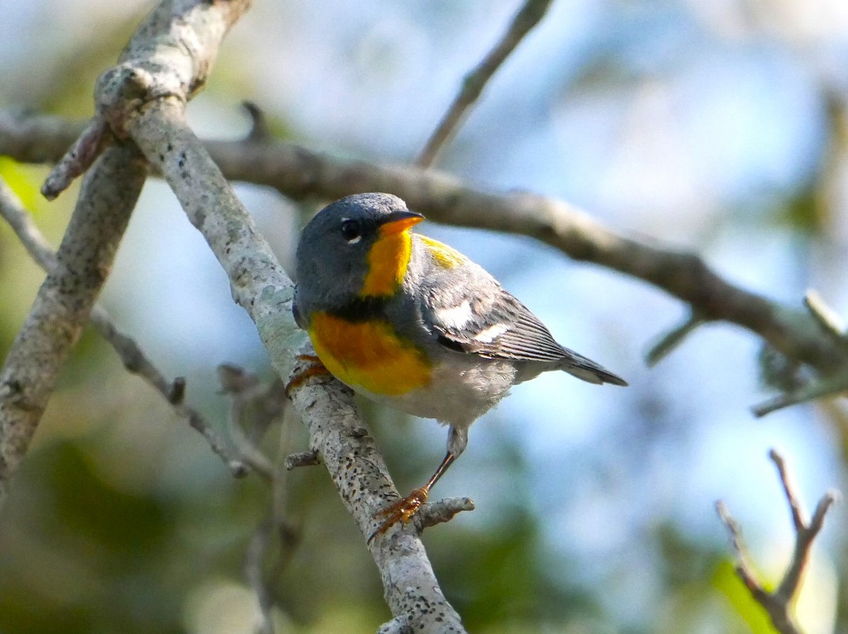 Northern Parula - Jake Streets