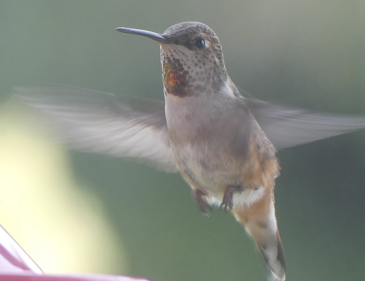 Rufous Hummingbird - Gus van Vliet