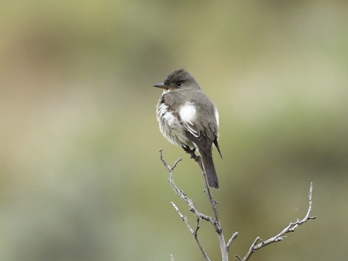 Olive-sided Flycatcher - Kent Kleman