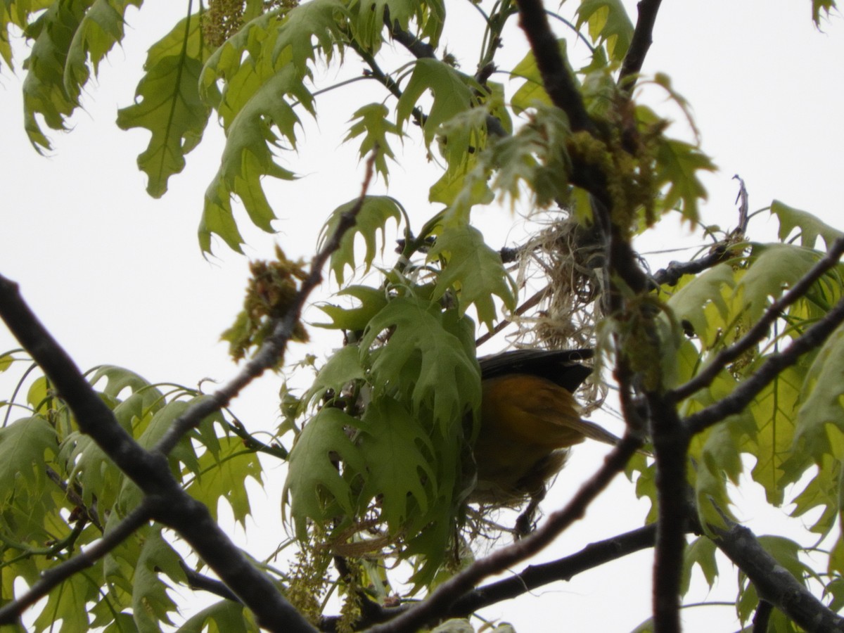 Baltimore Oriole - Anonymous