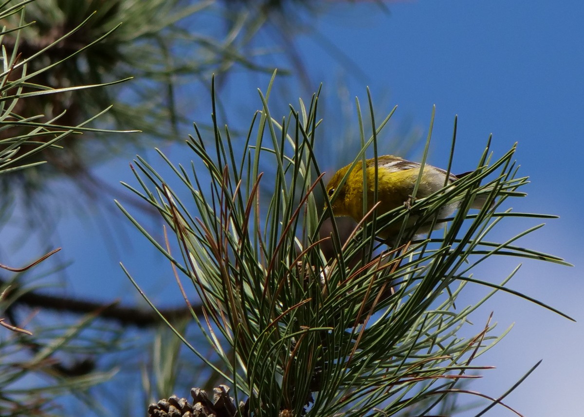 Pine Warbler - Bob Izumi