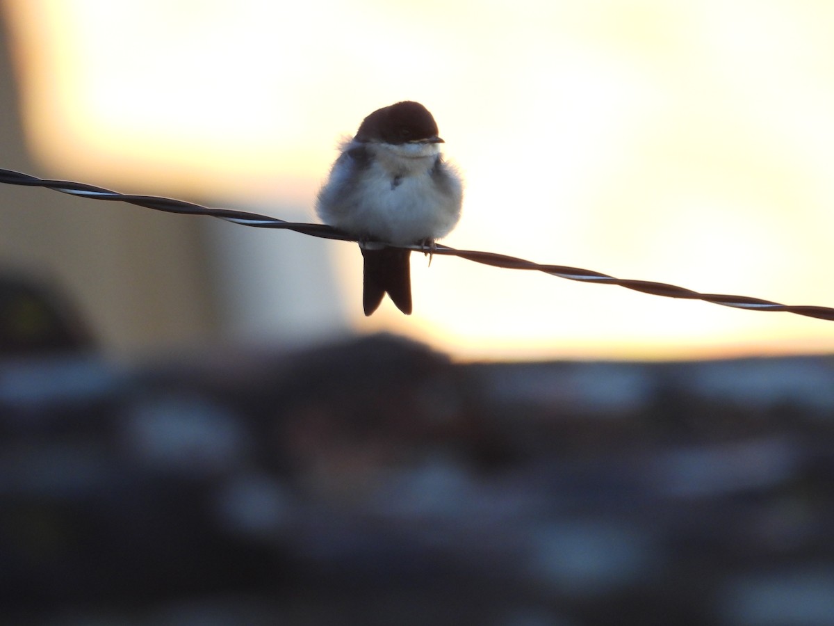 Blue-and-white Swallow - Juan Ramírez