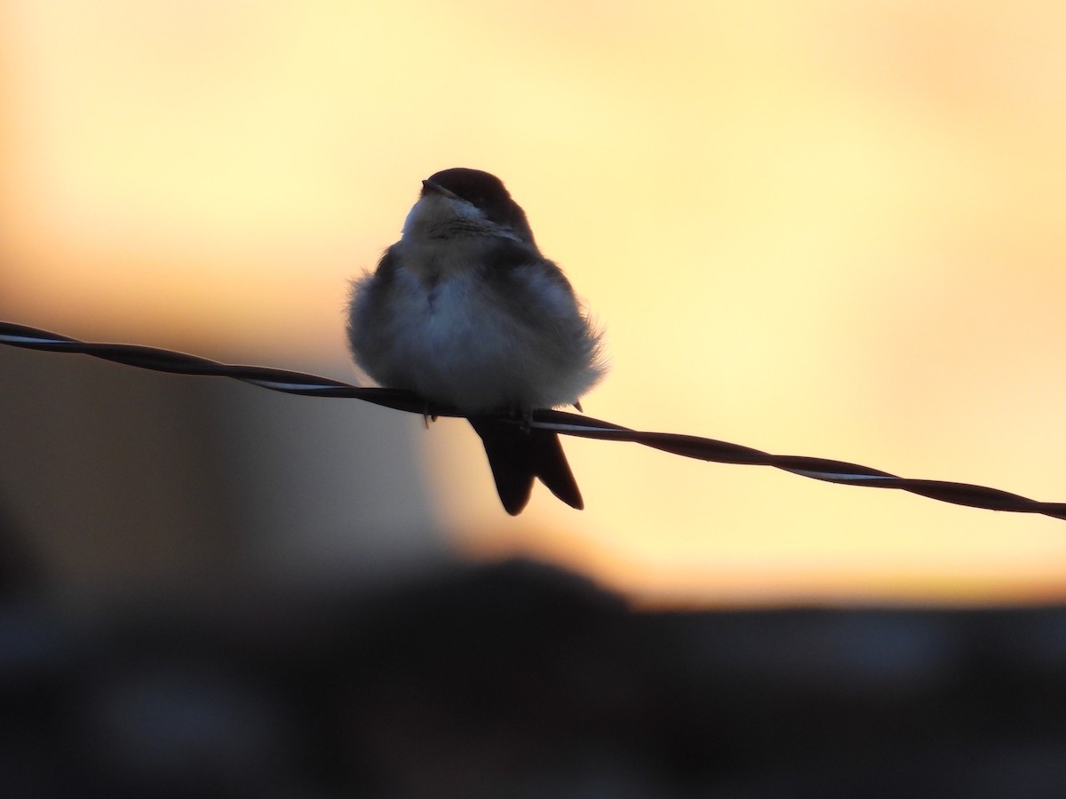 Blue-and-white Swallow - Juan Ramírez