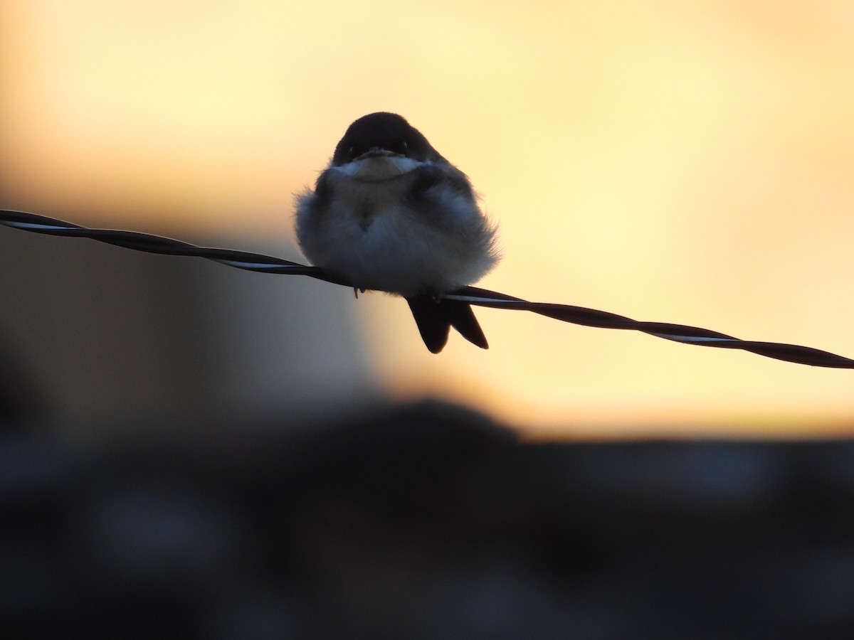 Blue-and-white Swallow - Juan Ramírez