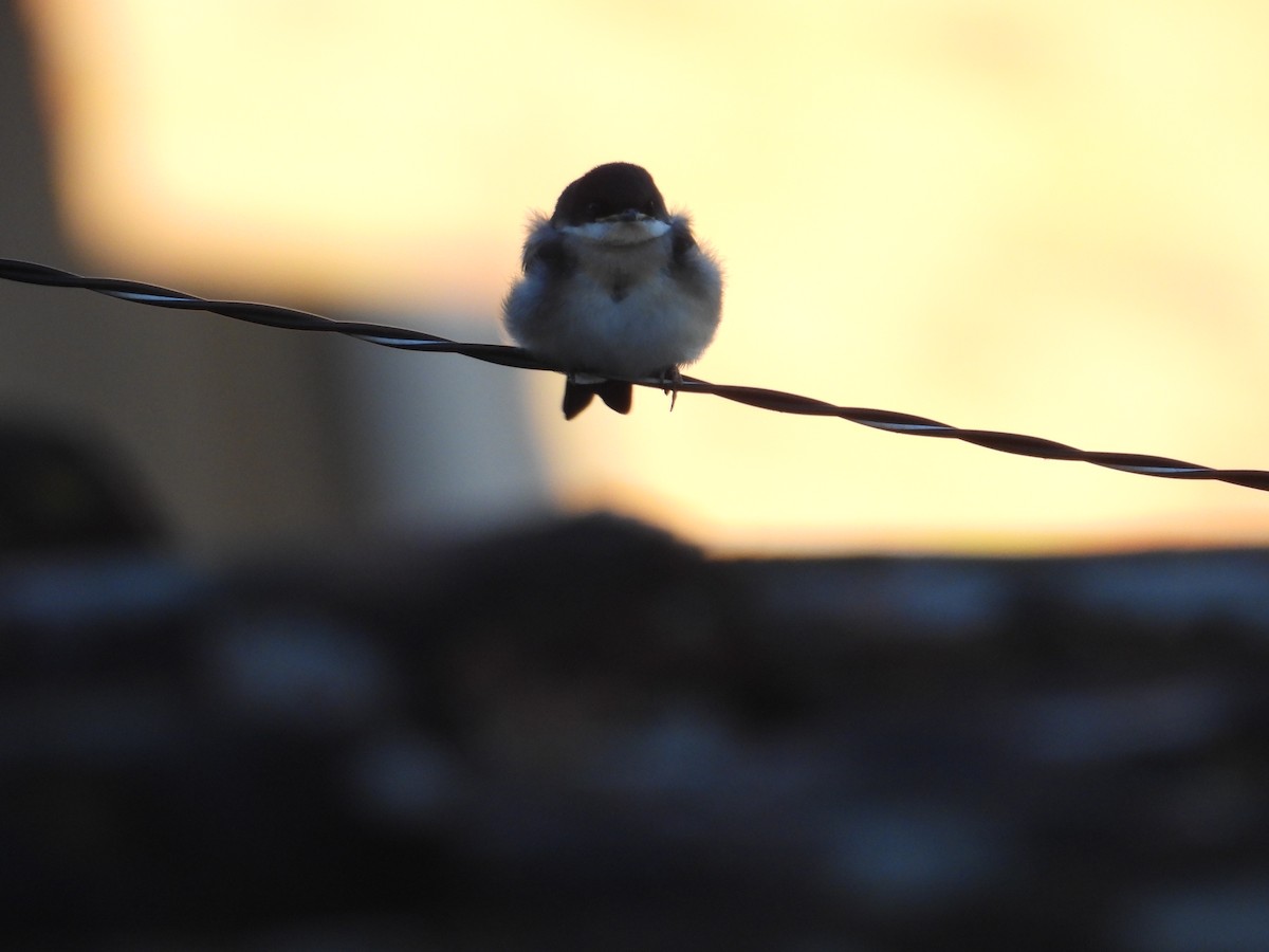 Blue-and-white Swallow - Juan Ramírez