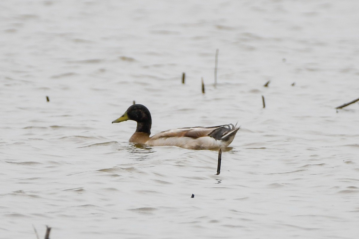 Mallard (Domestic type) - ML619460164