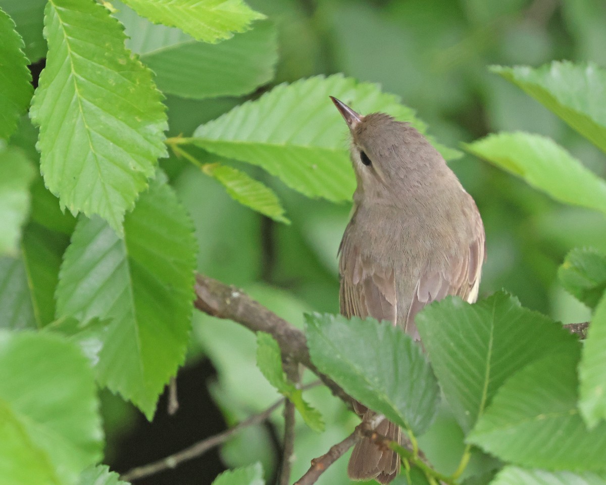 Warbling Vireo - ML619460167