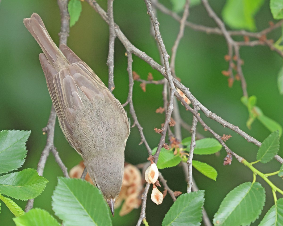 Warbling Vireo - Corey Finger