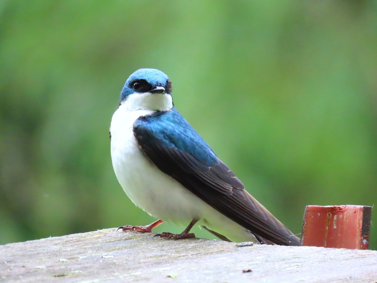 Tree Swallow - Randy Morgan