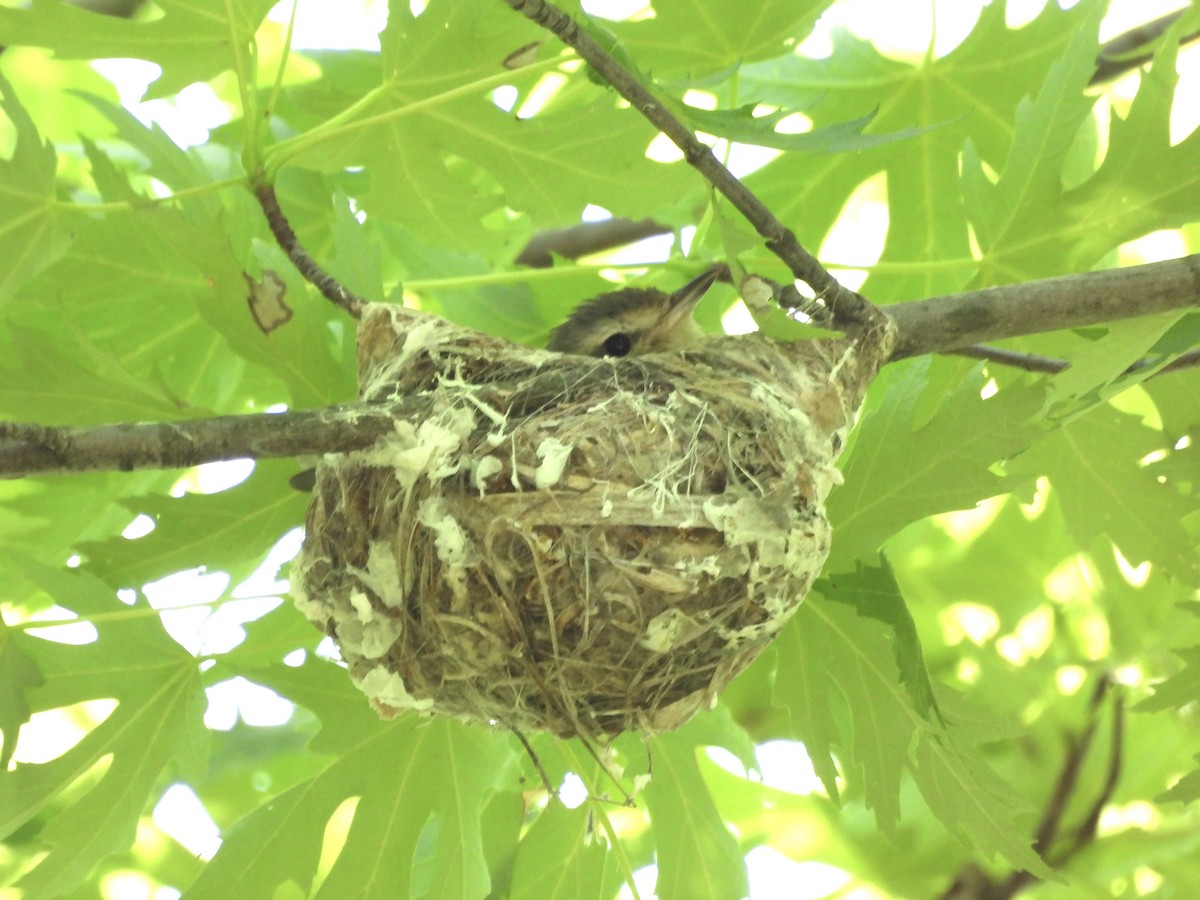 Warbling Vireo - Leann Henderson