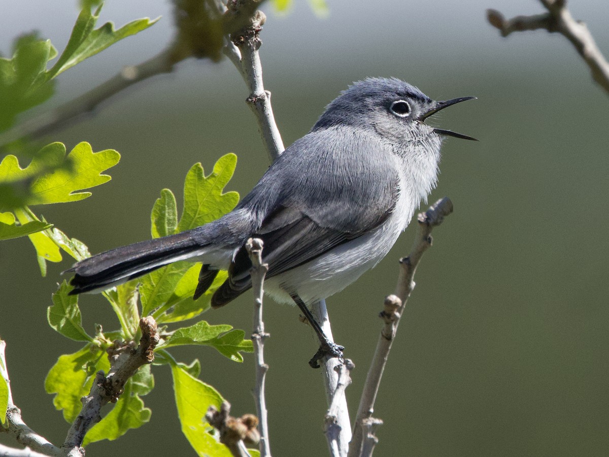 Blue-gray Gnatcatcher - Dave Prentice