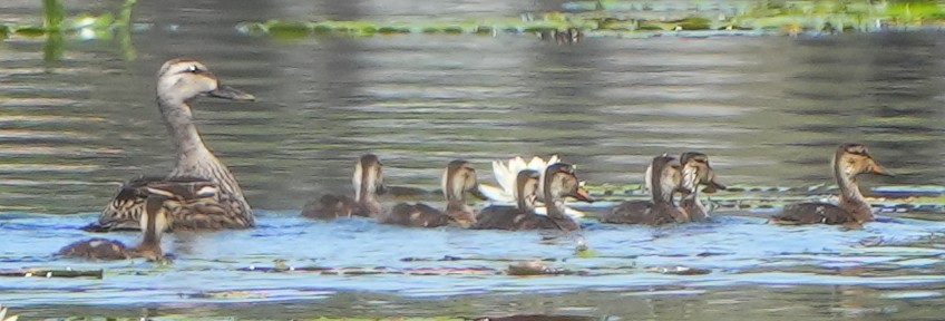 Mallard/Mottled Duck - Dave Bowman