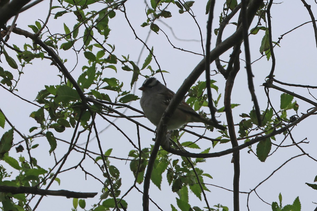 White-crowned Sparrow - Corey Finger