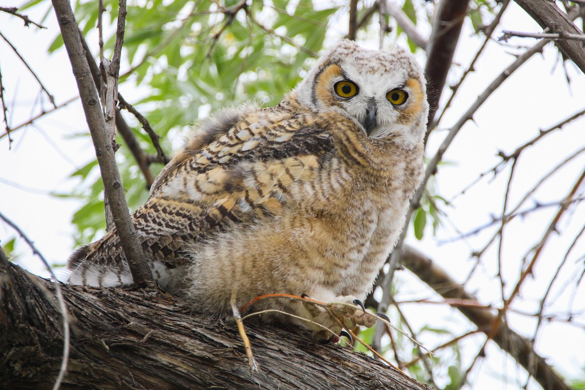 Great Horned Owl - Alex George
