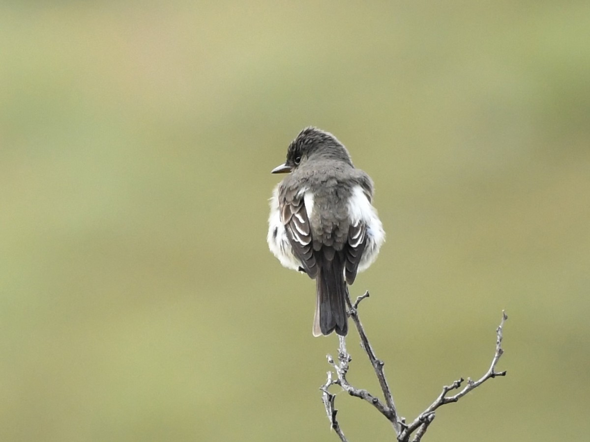 Olive-sided Flycatcher - ML619460193