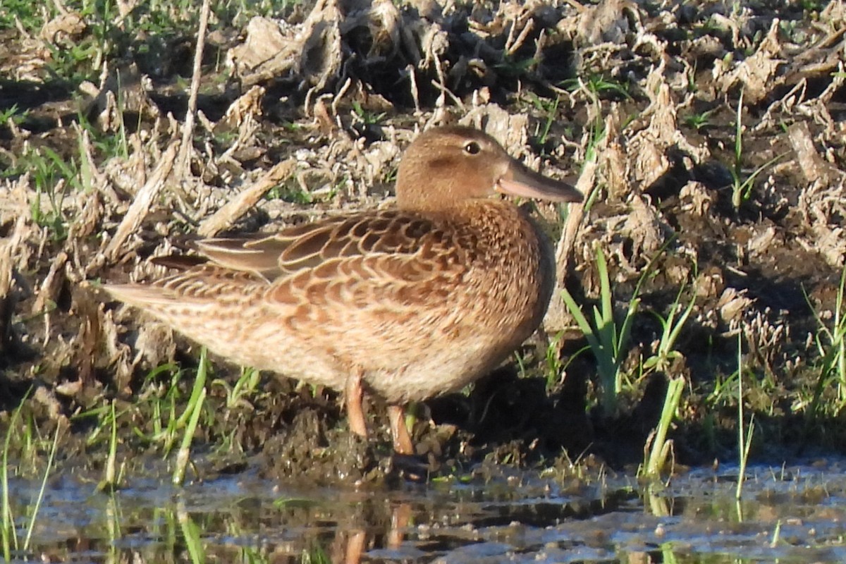 Cinnamon Teal - Michael I Christie