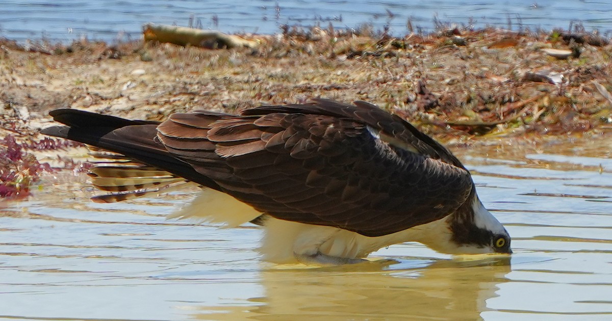 Osprey - Dave Bowman