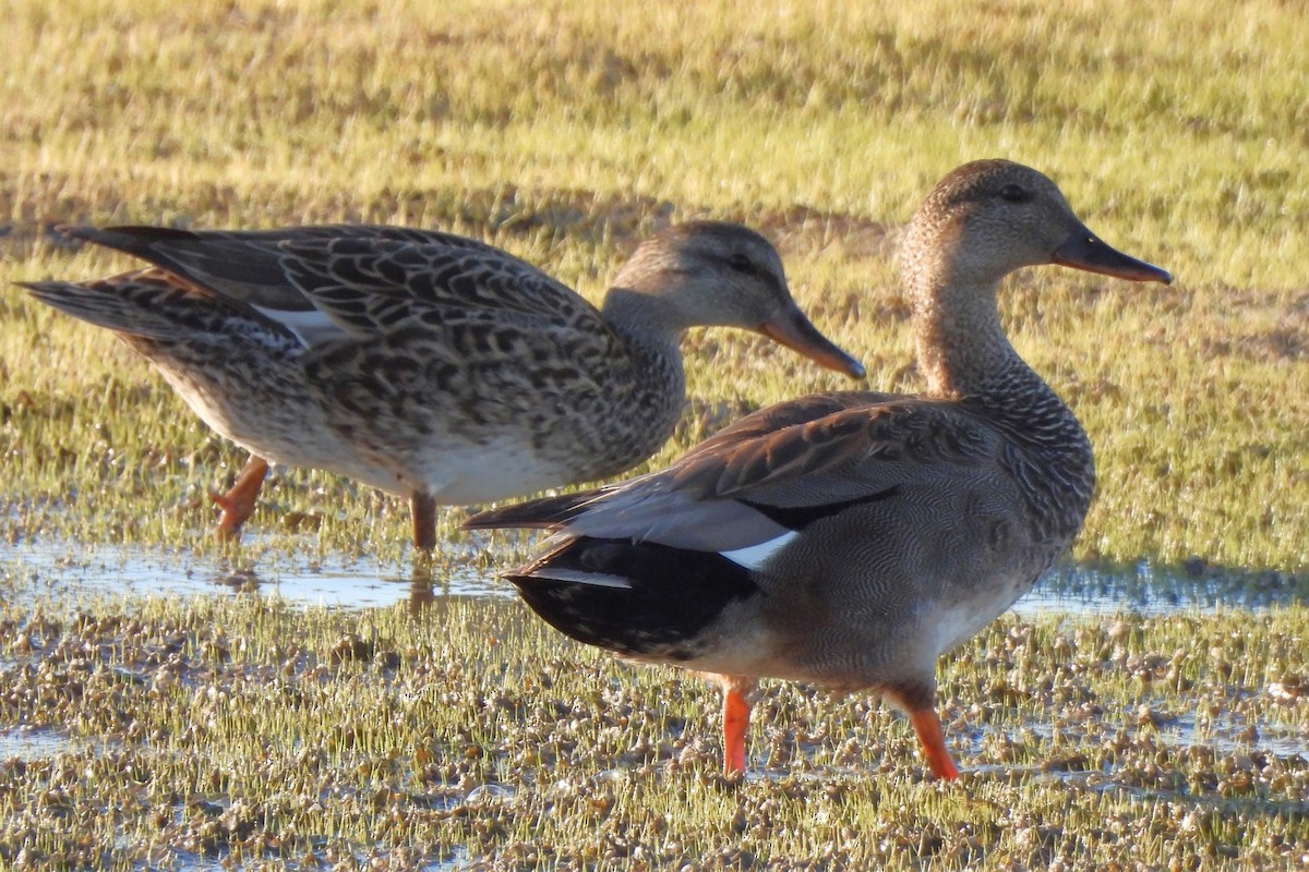 Gadwall - Michael I Christie